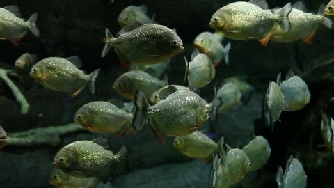 Saltwater Fish Floating in an Aquarium Peacefully