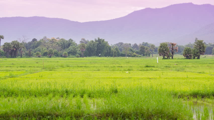 time lapse farmer scatter fertilizer in rice farm