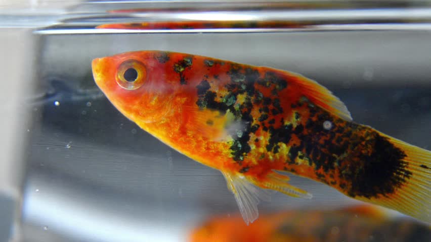 Rushing talking Gold Fish.. - Stock Video. Golden fish talking while looking at