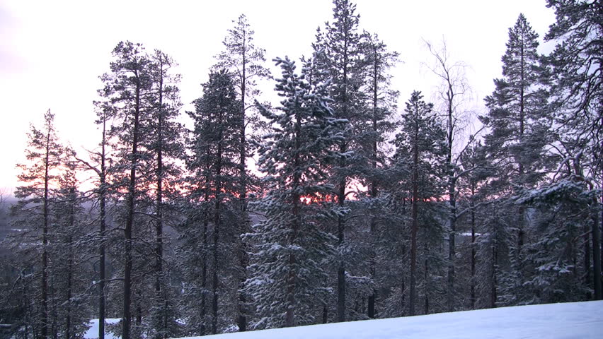 Increase of a pine on a background of the coming sun. Zoom. Finland. Twilight.