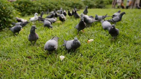 Group Of Hungry Pigeons Pecking Stock Footage Video 100 Royalty Free Shutterstock