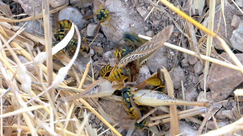 Wasps eat a killed grasshopper.