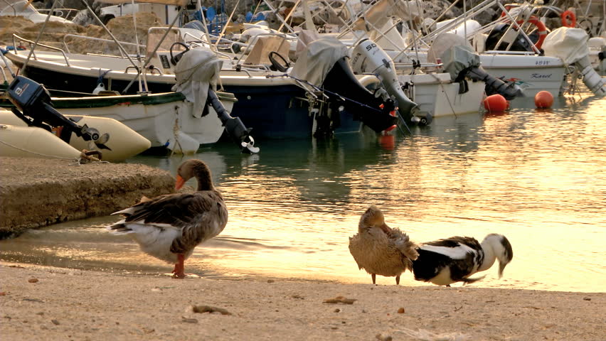 Ducks at the dawn seashore.
