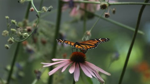 Monarch Butterfly, slow motion