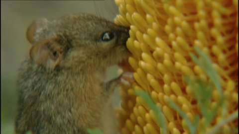 Tiny honey possum feeding off yellow Bottlebrush plant