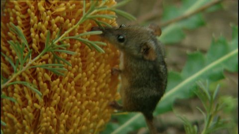 Tiny honey possum feeding off yellow Banksia plant