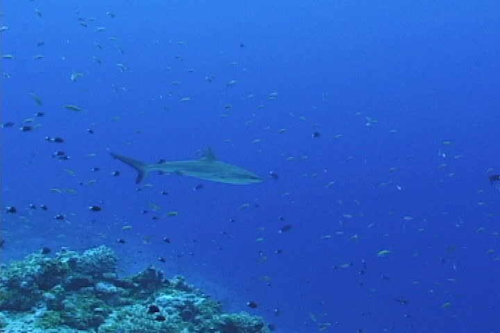 Sandbar Shark