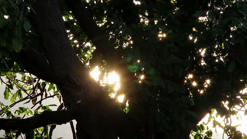 Glittering tree