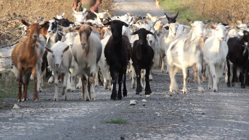 Herd of goats on a country road...