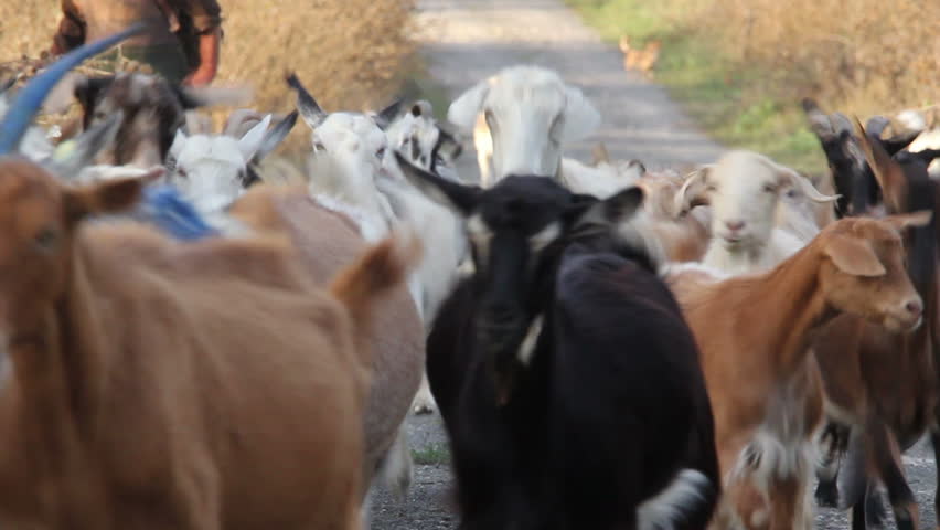 Herd of goats on a country road...