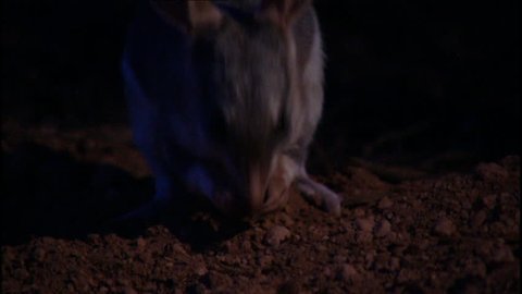Bilby, small australian kangaroo at night