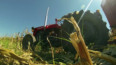 Machine Harvesting the Corn Field.Harvesting machine in action, view from below. HD1080p.