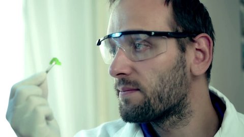 Male scientist checking plant leaf in laboratory
