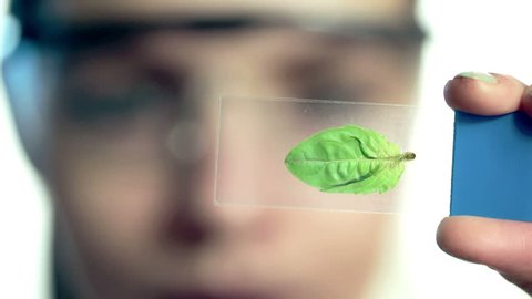 Female scientist looking at plant leaf in glass slide
