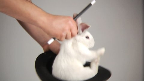 Magician pulls rabbit out of a hat 