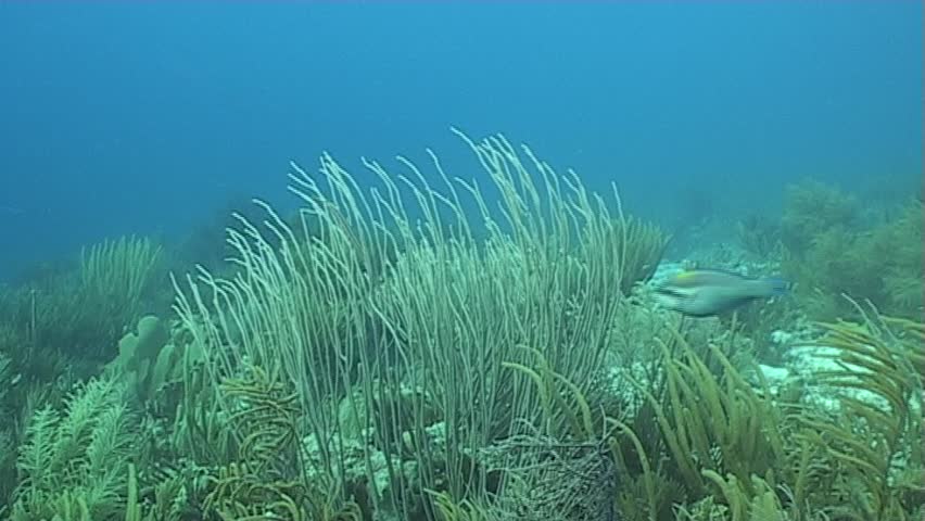 Caribbean Sea Life