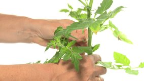 Side-shoots being pinched out of a tomato plant against a white background