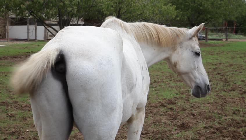 Best of Arse ass bum butt lift mare rear tail Porn tube Masturbate theraphy massage