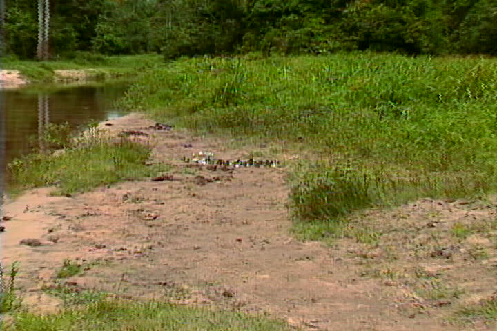 A group of butterflies on the banks of a stream in the Congo River Basin of Africa.