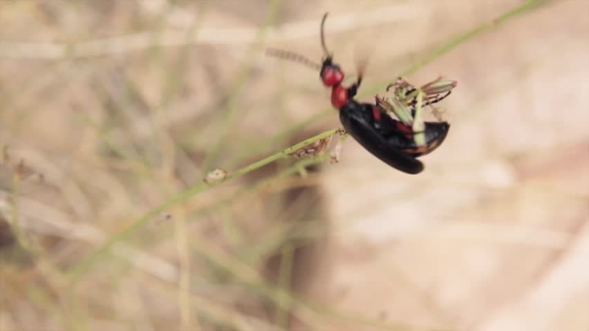 A cool black and red desert beetle in the desert of southern Utah