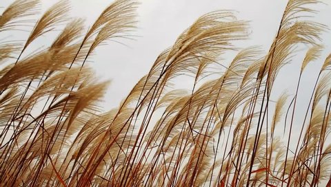 Silver feather grass swaying in wind at sunset
