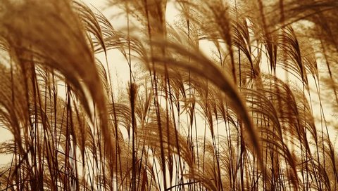 Silver feather grass swaying in wind at sunset
