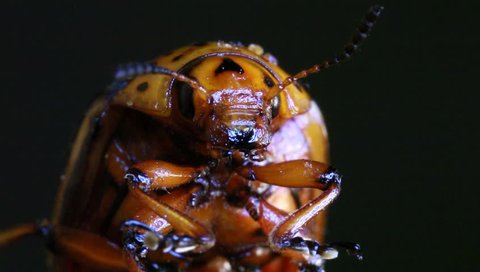Colorado Potato Beetle, Leptinotarsa Decemlineata