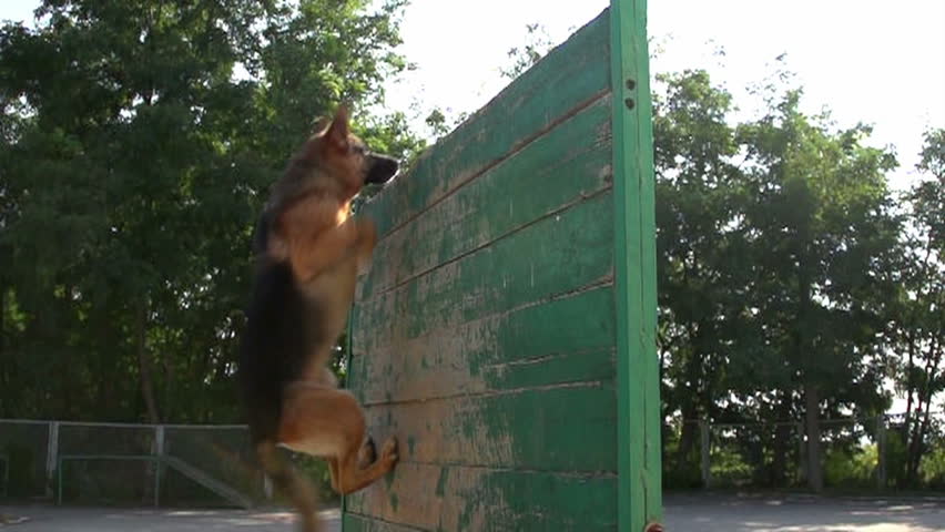 german shepherd fence
