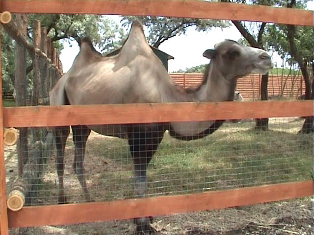 Camel in a zoo