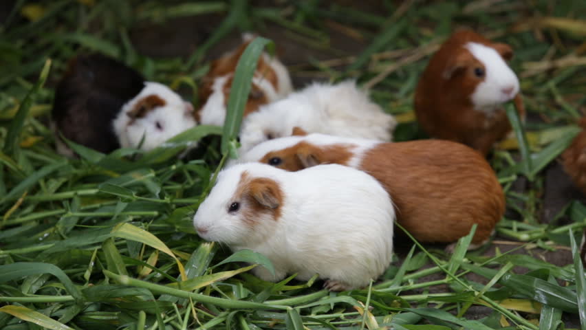 Group of Guinea Pigs Feeding on Fresh Green Napier Grass in Outdoor Enclosure, Enjoying a Nutritious Meal, Rodents Grazing Together in a Natural Environment, Pet Care and Nutrition