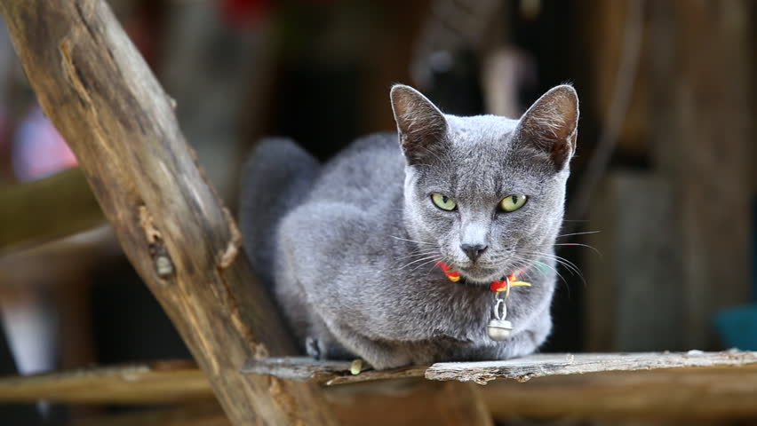 Cat yawning with mouth wide open and shows fangs