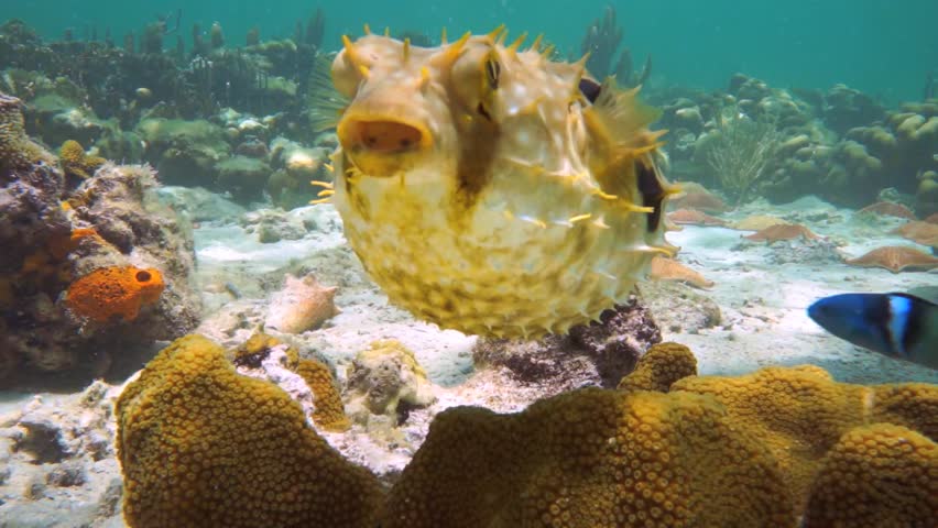 Bridled burrfish deflating in a coral reef with starfish, Caribbean sea, Panama
