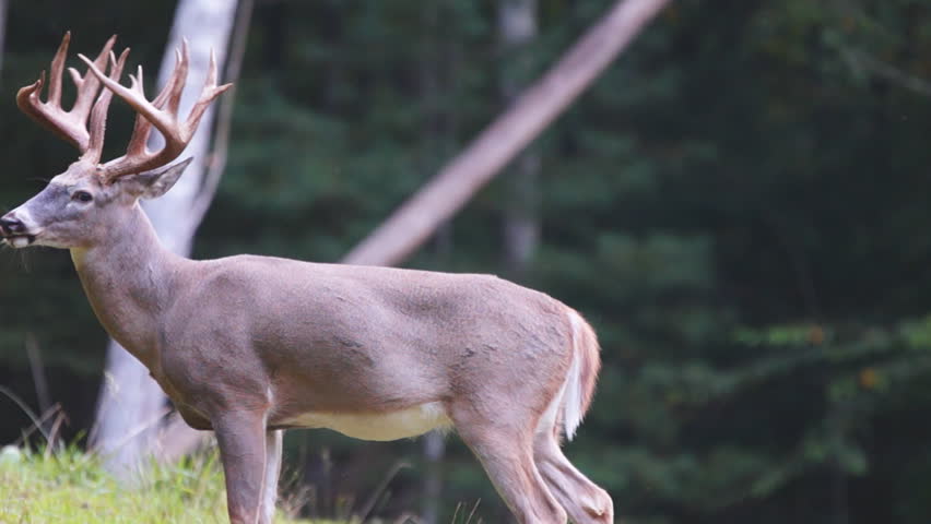 Whitetail Deer mature bucks, September in North Carolina mountains.
