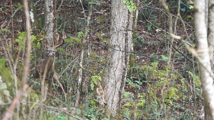 Whitetail Deer mature bucks, September in North Carolina mountains.