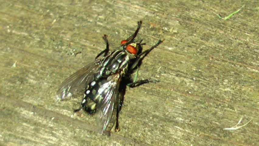 Transition or dissolve of a fly on wood
