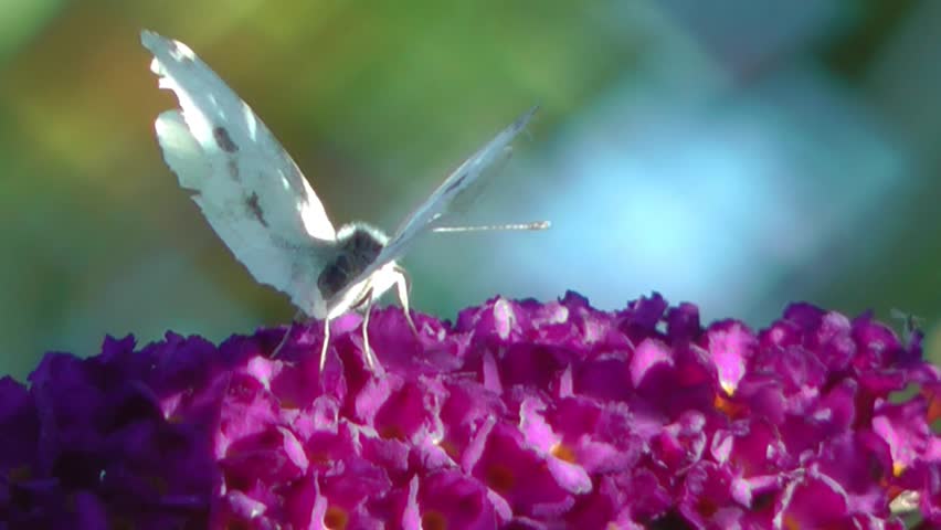 Cabbage White Butterfly Feeding On Buddleia