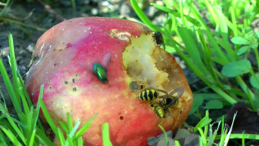 Wasps devouring an apple