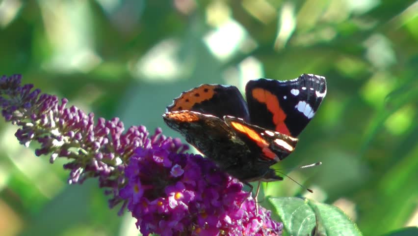 Red Admiral Butterfly Feeding On Buddleia