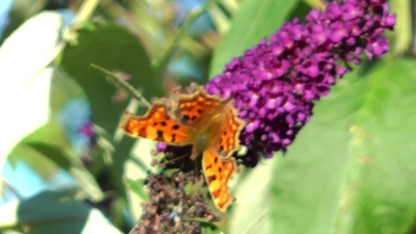 Comma Butterfly feeding on Buddelia