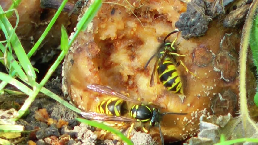 Wasps devouring an apple
