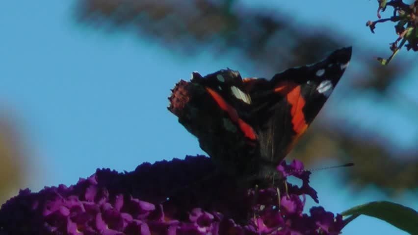 Red Admiral Butterfly Feeding On Buddleia