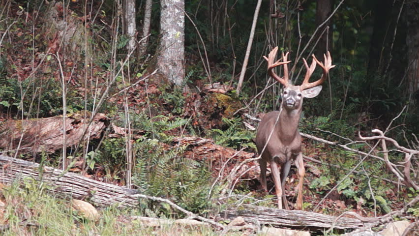 Whitetail Deer mature buck with alarm snort and foot stomping.