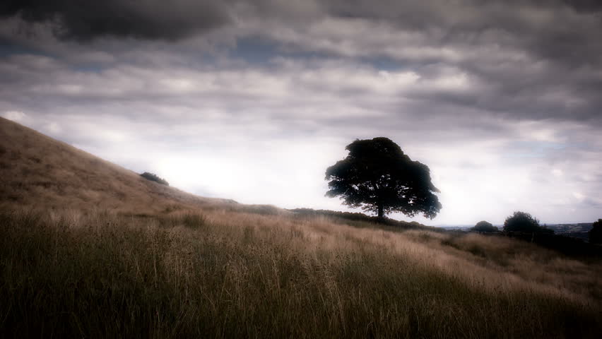 Beautiful Oak Tree Landscape, Situated On A Yorkshire Moor in England.
