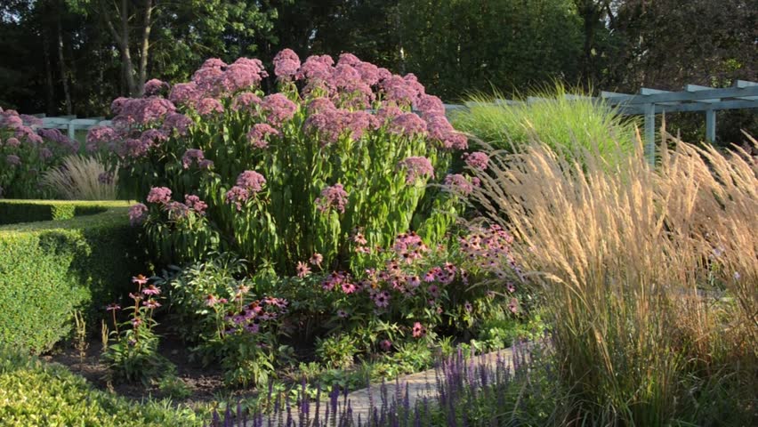 Sweet Joe Pye Weed Stock Video Footage - 4K and HD Video Clips Shutterstock