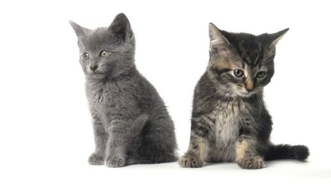 Two cute kittens sitting together on white background