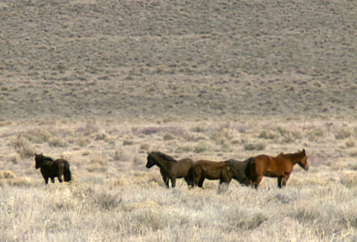 A group of wild horses in the mountains near Reno, Nevada.
