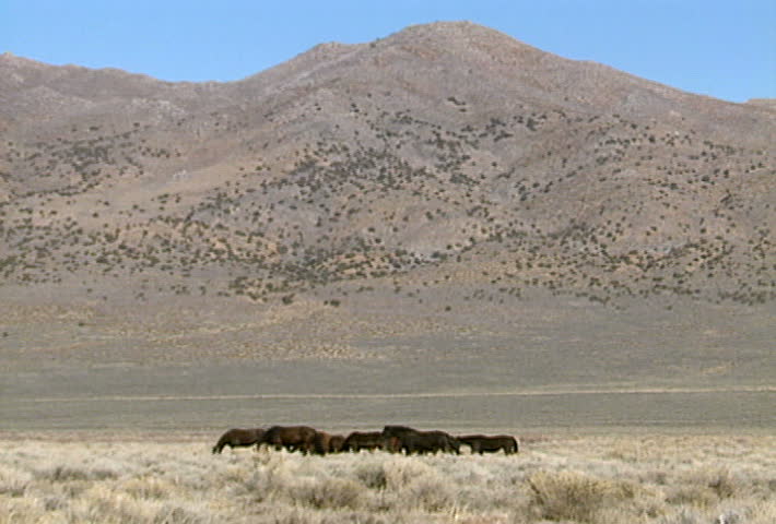 A group of wild horses in the mountains near Reno, Nevada.