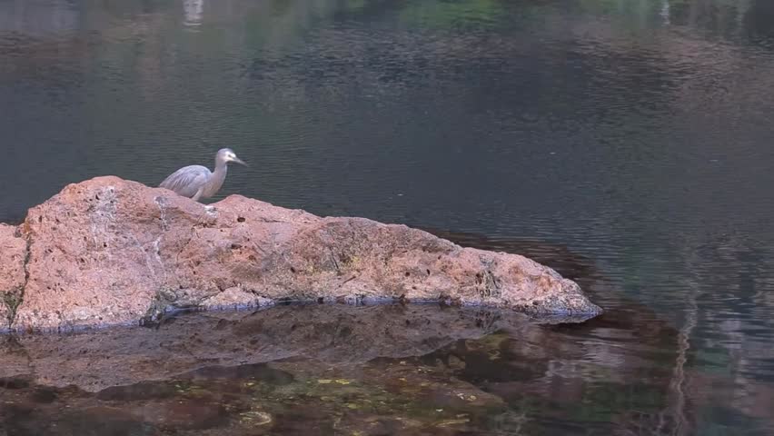 White Faced Heron, Egretta novaohollandiae, Circular Pool, Dales Gorge, Pilbara, Western Australia