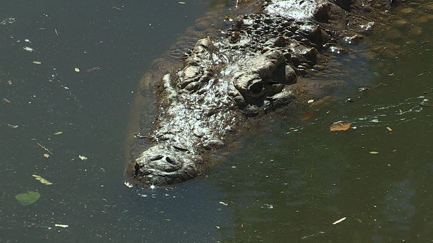 Close up of crocodile swimming