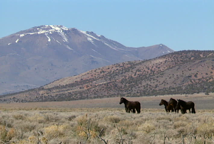 A group of wild horses in the mountains near Reno, Nevada.